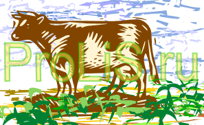 крупный рогатый скот корова